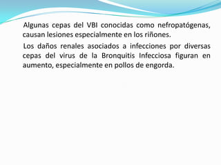     Algunas cepas del VBI conocidas como nefropatógenas, causan lesiones especialmente en los riñones.    Los daños renales asociados a infecciones por diversas cepas del virus de la Bronquitis Infecciosa figuran en aumento, especialmente en pollos de engorda.