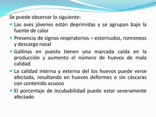 Se puede observar lo siguiente:Las aves jóvenes están deprimidas y se agrupan bajo la fuente de calor Presencia de signos respiratorios – estornudos, ronroneos y descarga nasal Gallinas en puesta tienen una marcada caída en la producción y aumento el número de huevos de mala calidad La calidad interna y externa del los huevos puede verse afectada, resultando en huevos deformes o sin cáscaras con contenido acuoso El porcentaje de incubabilidad puede estar severamente afectado 