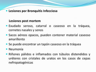 Lesiones por Bronquitis Infecciosa    Lesiones post mortemExudado seroso, catarral o caseoso en la tráquea, cornetes nasales y senos Sacos aéreos opacos, pueden contener material caseoso amarillento Se puede encontrar un tapón caseoso en la tráquea Neumonía Riñones pálidos e inflamados con túbulos distendidos y uréteres con cristales de uratos en los casos de cepas nefropatogénicas