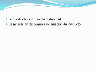 Se puede observar puesta abdominal Degeneración del ovario e inflamación del oviducto