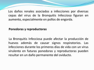 Los daños renales asociados a infecciones por diversas cepas del virus de la Bronquitis Infecciosa figuran en aumento, especialmente en pollos de engorda.    Ponedoras y reproductoras    La Bronquitis Infecciosa puede afectar la producción de huevos además de causar signos respiratorios. Las infecciones durante los primeros días de vida con un virus virulento en futuras ponedoras y reproductoras pueden resultar en un daño permanente del oviducto.