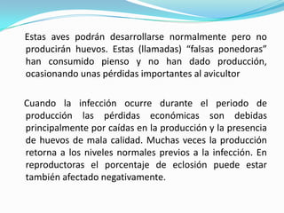 Estas aves podrán desarrollarse normalmente pero no producirán huevos. Estas (llamadas) “falsas ponedoras” han consumido pienso y no han dado producción, ocasionando unas pérdidas importantes al avicultor   Cuando la infección ocurre durante el periodo de producción las pérdidas económicas son debidas principalmente por caídas en la producción y la presencia de huevos de mala calidad. Muchas veces la producción retorna a los niveles normales previos a la infección. En reproductoras el porcentaje de eclosión puede estar también afectado negativamente.
