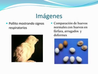 ImágenesPollito mostrando signos respiratoriosComparación de huevos normales con huevos en fárfara, arrugados  y deformes