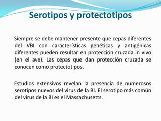 Serotipos y protectotiposSiempre se debe mantener presente que cepas diferentes del VBI con características genéticas y antigénicas diferentes pueden resultar en protección cruzada in vivo (en el ave). Las cepas que dan protección cruzada se conocen como protectotipos.Estudios extensivos revelan la presencia de numerosos serotipos nuevos del virus de la BI. El serotipo más común del virus de la BI es el Massachusetts. 