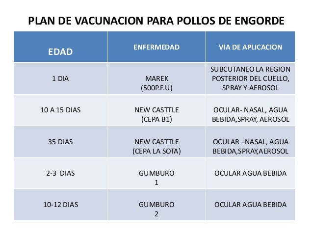 Calendario De Vacunacion De Aves Imagen relacionada
