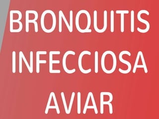 BRONQUITIS INFECCIOSA AVIAR
 