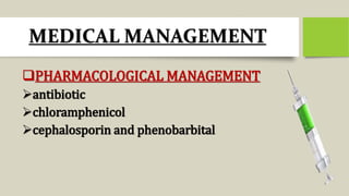 MEDICAL MANAGEMENT
PHARMACOLOGICAL MANAGEMENT
antibiotic
chloramphenicol
cephalosporin and phenobarbital
 