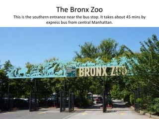 The Bronx Zoo This is the southern entrance near the bus stop. It takes about 45 mins by express bus from central Manhattan. 