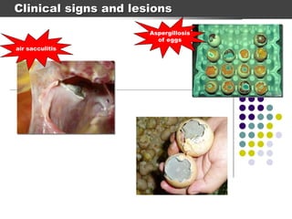 Brooder Pneumonia.ppt