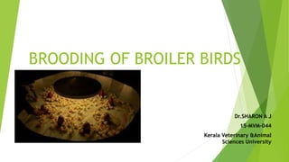 BROODING OF BROILER BIRDS
Dr.SHARON A J
15-MVM-044
Kerala Veterinary &Animal
Sciences University
 
