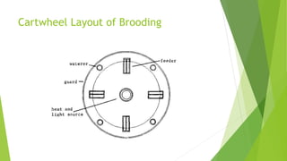 Brooding in Broiler birds | PPTX