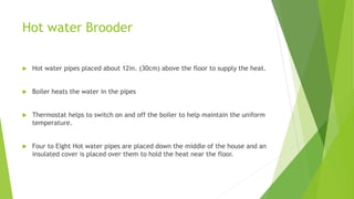 Brooding in Broiler birds | PPTX