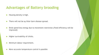 Brooding in Broiler birds | PPTX