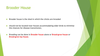 Brooding in Broiler birds | PPTX