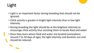 Broiler Brooding - 7day weight | PPTX