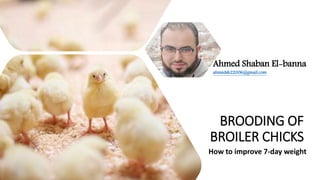 BROODING OF
BROILER CHICKS
How to improve 7-day weight
Ahmed Shaban El-banna
ahmedsh22006@gmail.com
 