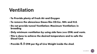 Brooding and brooding aea preparation | PPTX