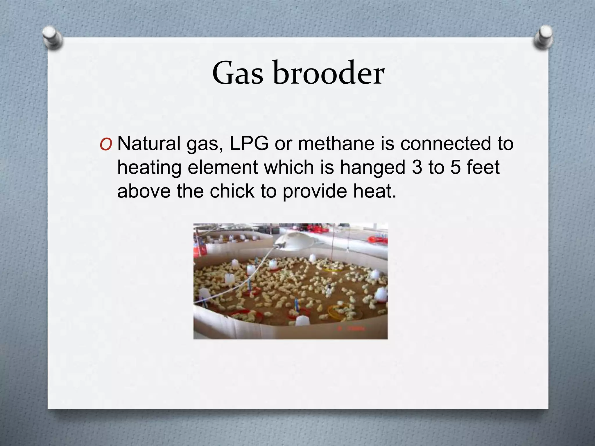 Brooding and management | PPTX