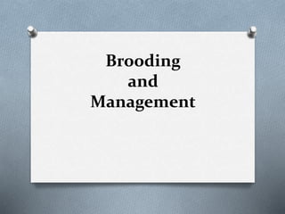 Brooding
and
Management
 