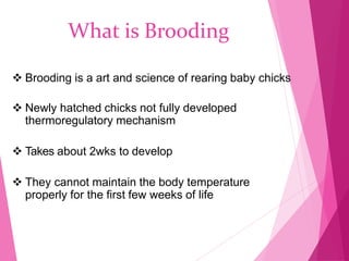 Brooding period management | PPT
