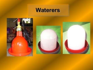 Brooding and rearing