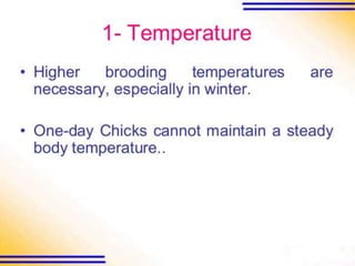 Brooding and rearing