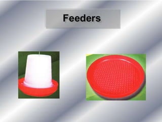 Brooding and rearing