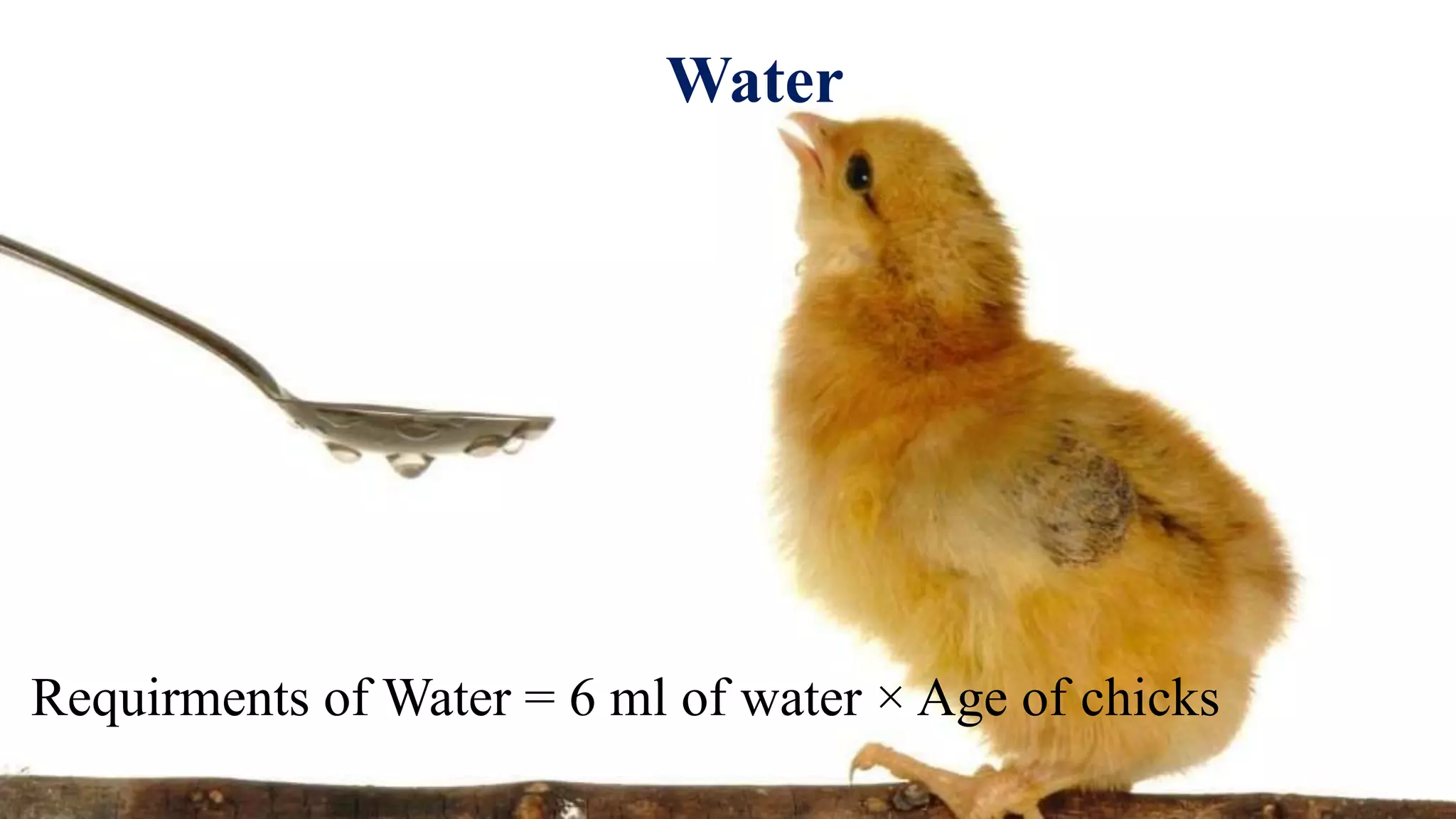 Basic Brooding house management | PPTX