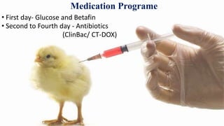 Medication Programe
• First day- Glucose and Betafin
• Second to Fourth day - Antibiotics
(ClinBac/ CT-DOX)
 
