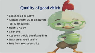 Quality of good chick
• Birds Should be Active
• Average weight 36-38 gm (Layer)
38-42 gm (Broiler)
• Height 17.5 cm
• Clean eye
• Abdomen should be soft and firm
• Naval area should be dry
• Free from any abnormality
 