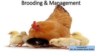 Brooding & Management
Presented by:
DR. Md. Rakibul Hasan Rakib
 