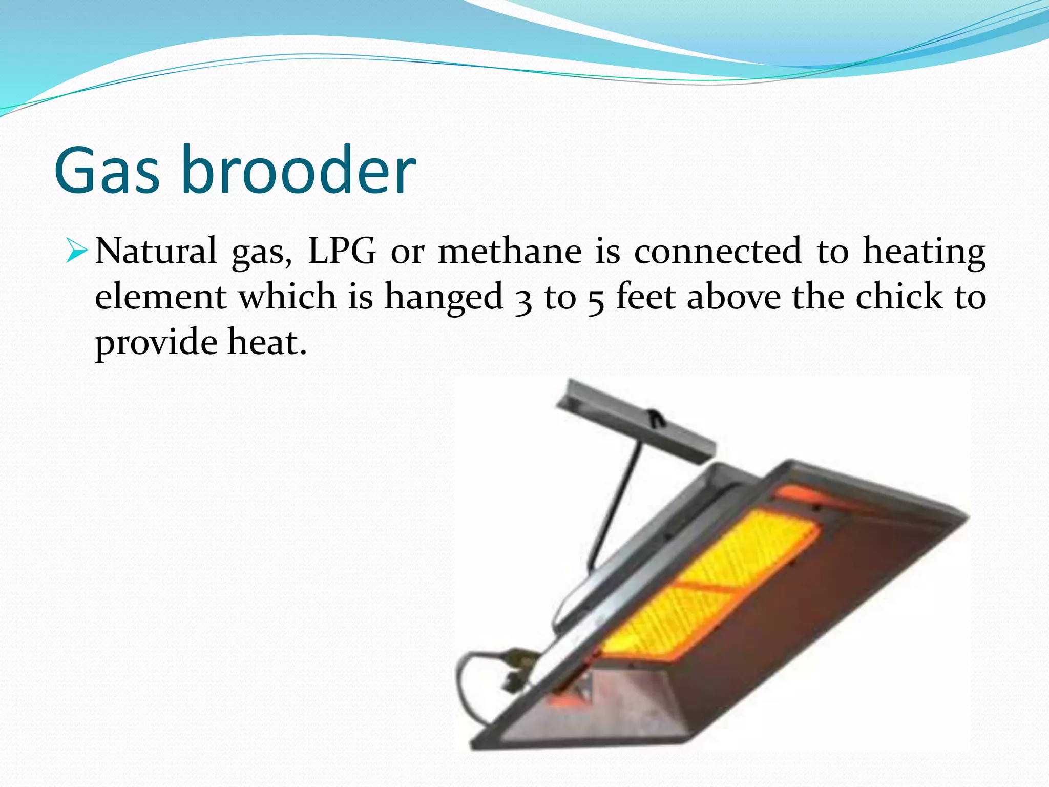 Gas brooder
Natural gas, LPG or methane is connected to heating
element which is hanged 3 to 5 feet above the chick to
provide heat.
 