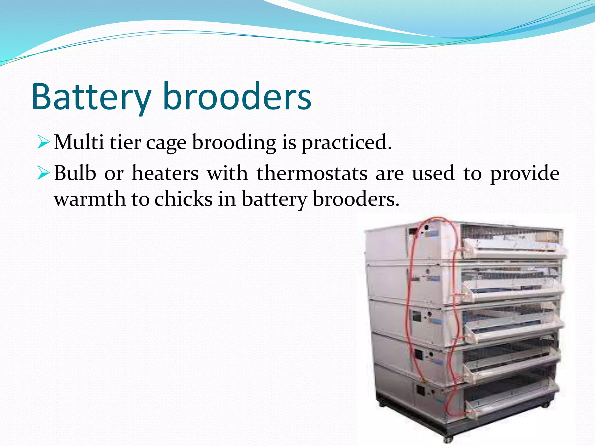 Battery brooders
Multi tier cage brooding is practiced.
Bulb or heaters with thermostats are used to provide
warmth to chicks in battery brooders.
 
