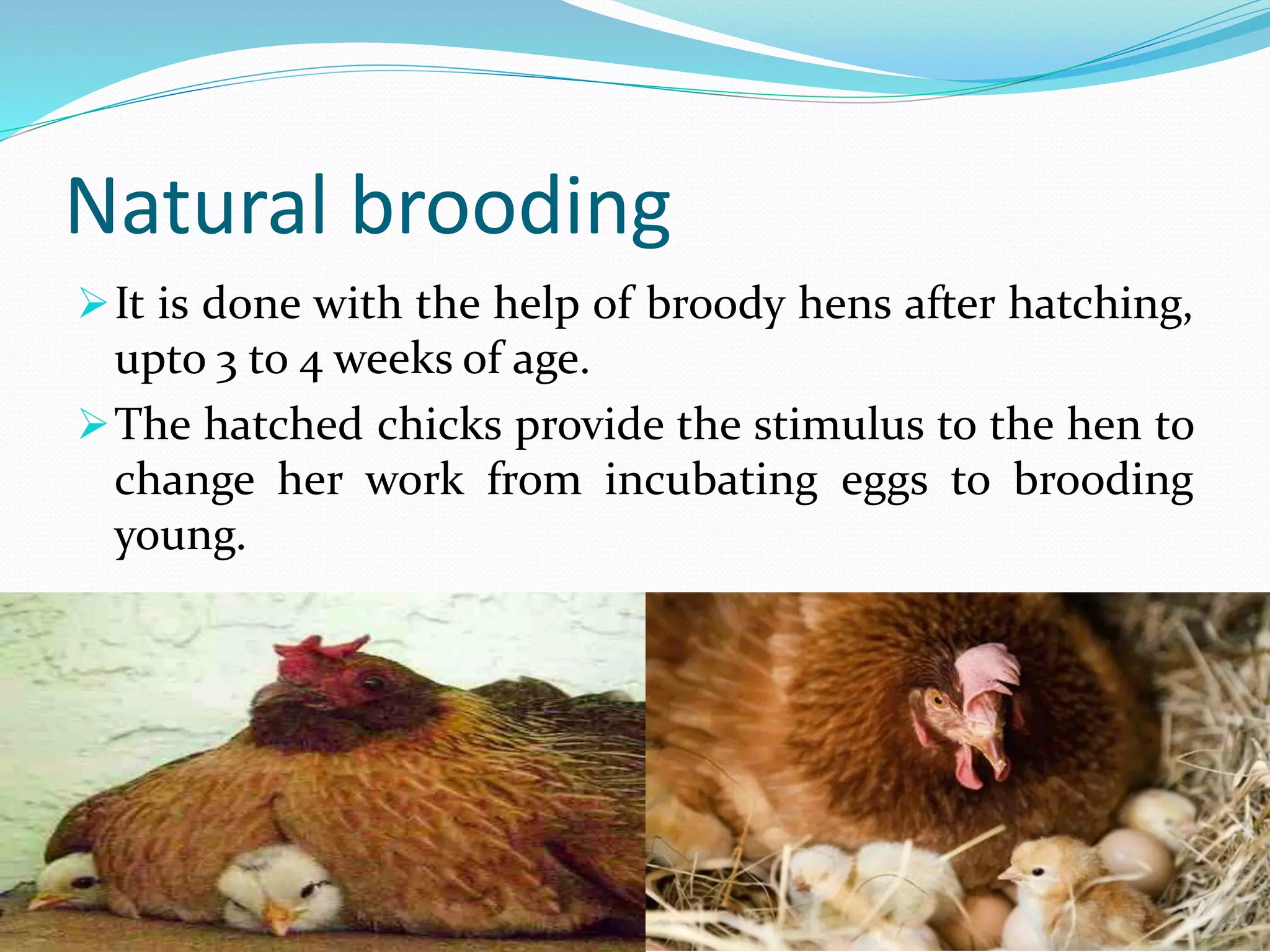 Natural brooding
It is done with the help of broody hens after hatching,
upto 3 to 4 weeks of age.
The hatched chicks provide the stimulus to the hen to
change her work from incubating eggs to brooding
young.
 