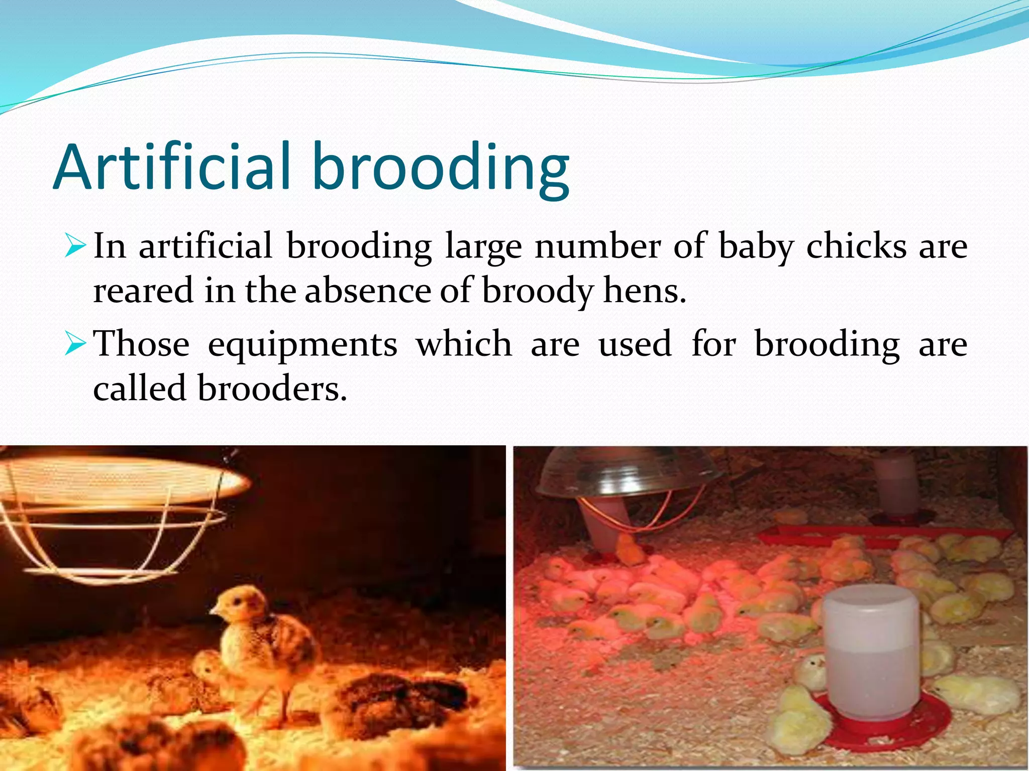 Artificial brooding
In artificial brooding large number of baby chicks are
reared in the absence of broody hens.
Those equipments which are used for brooding are
called brooders.
 