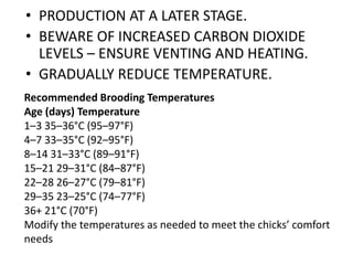 Good Temp Brooding Example Brooding layer chicks tl | PPTX
