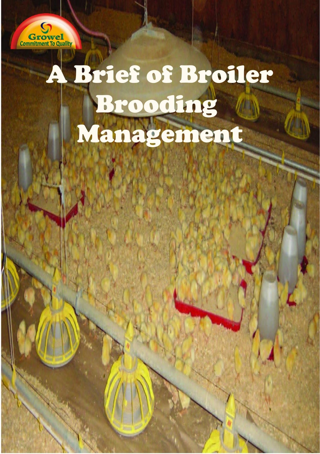 Broiler Brooding Management