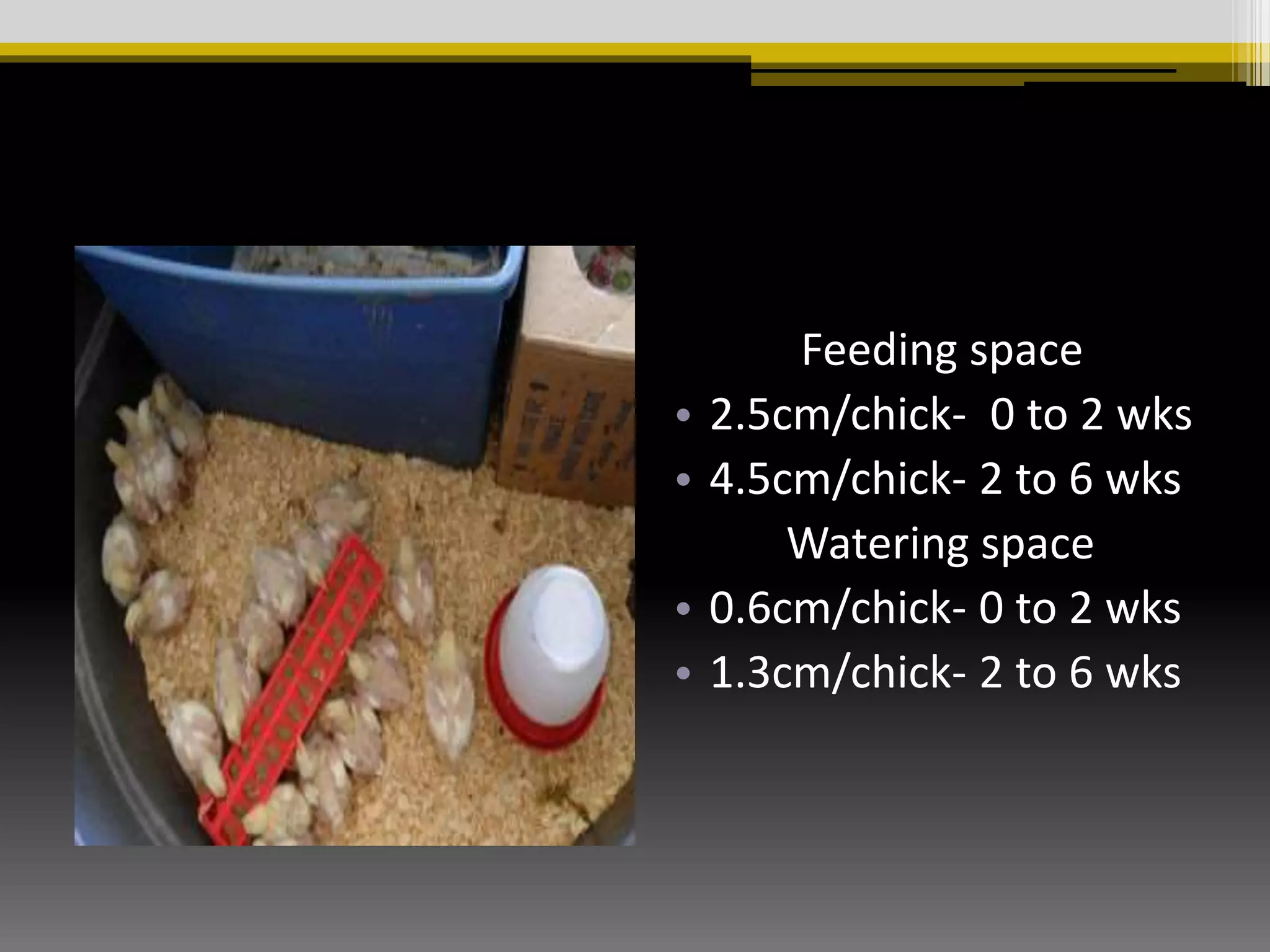 Brooding management of Chicks | PPTX