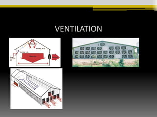 Brooding management of Chicks | PPTX