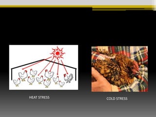 Brooding management of Chicks | PPTX