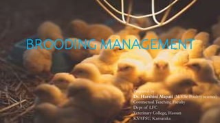BROODING MANAGEMENT
Prepared by
Dr. Harshini Alapati (M.V.Sc Poultry science)
Contractual Teaching Faculty
Dept of LFC
Veterinary College, Hassan
KVAFSU, Karnataka
 