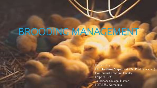 Brooding Management of domestic chicken.pptx | Birdwatching | Hobbies ...