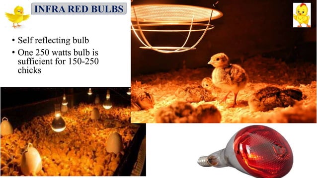 Brooding Management of domestic chicken.pptx | Birdwatching | Hobbies ...