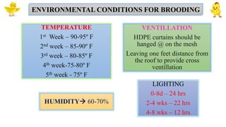 Brooding Management of domestic chicken.pptx