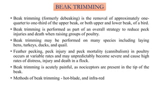 Brooding Management of domestic chicken.pptx