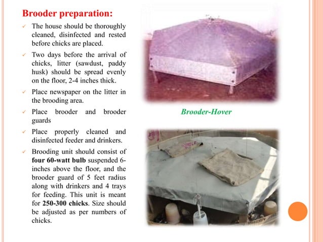 Brooding Management of. Chicks.pptx | Agriculture | Industries