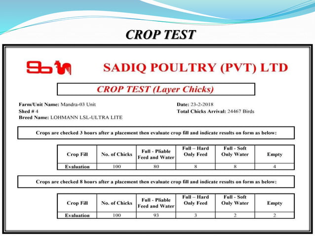 "Brooding Management of Layers Chicks" | PPTX