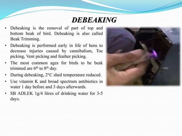 "Brooding Management of Layers Chicks" | PPTX