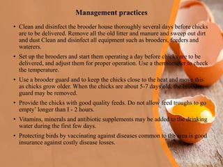 Brooding requirements in poultry | PDF