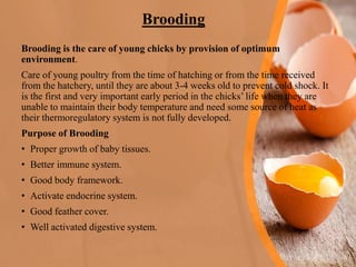 Brooding requirements in poultry | PDF